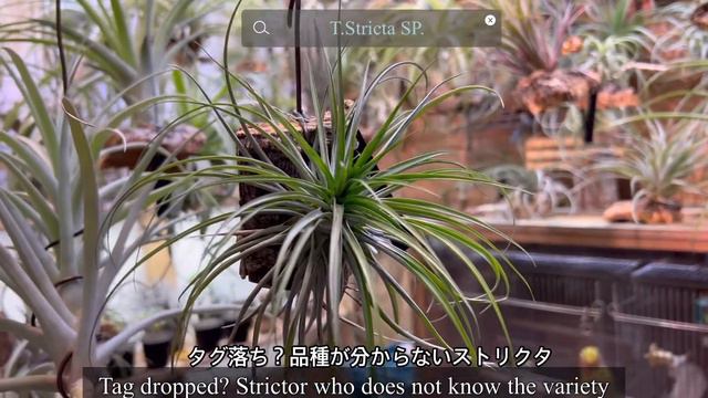 育成中のTillandsia ストリクタ特集第二弾 VOL.16    The First Special Feature On Tillandsia Stricta Under Training