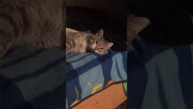 88a5f875e3db77ece45d103301debe08