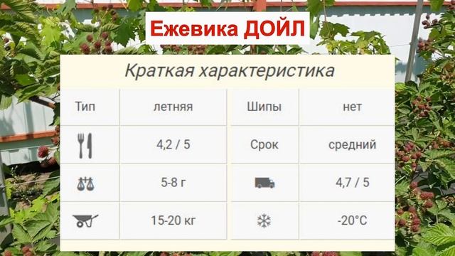 ЕЖЕВИКА ДОЙЛ - ВЫСОКОУРОЖАЙНЫЙ сорт БЕЗ ШИПОВ. ВКУСНАЯ ЯГОДА. ОПИСАНИЕ СОРТА характеристики ОТЗЫВЫ