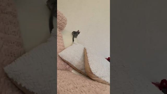 Ника галаго перед сном и после сна. @Истории Риты и Твикса