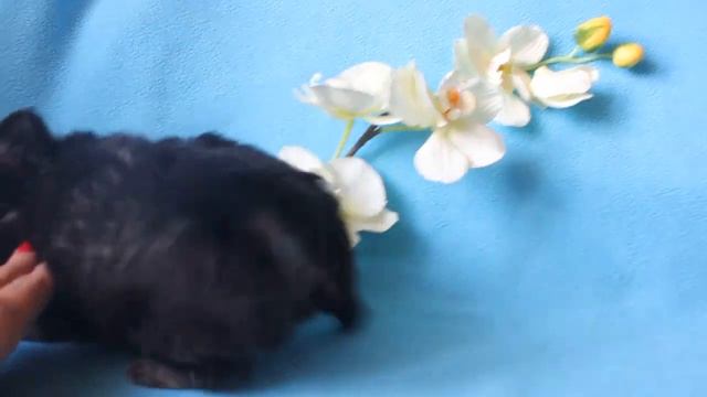 Чишка Фортуна из домика азалии- 2,5 мес. В ПРОДАЖЕ.