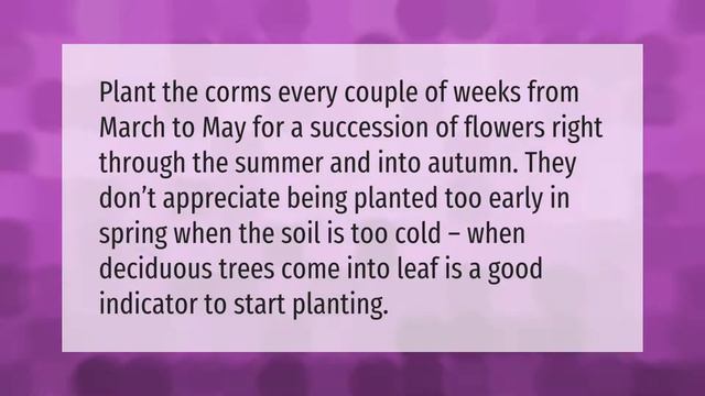 Should I Soak Gladiolus Bulbs Before Planting?