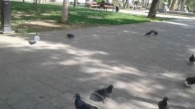 Городские голуби