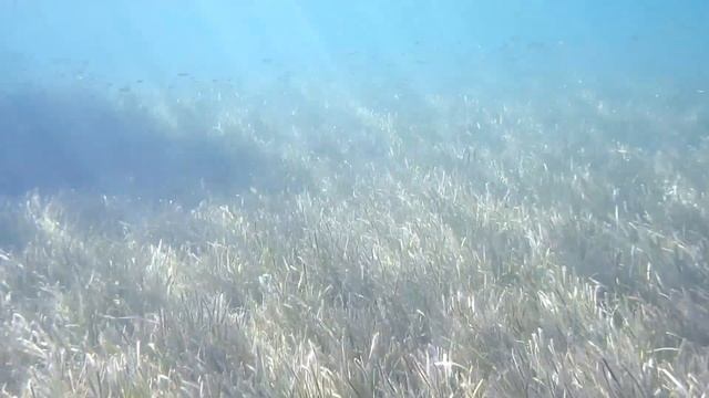 Snorkeling With Kodak Pixpro WPZ2 Spiaggia Di Bengodi Talamone By Alex Pi Lion Full HD Part 1