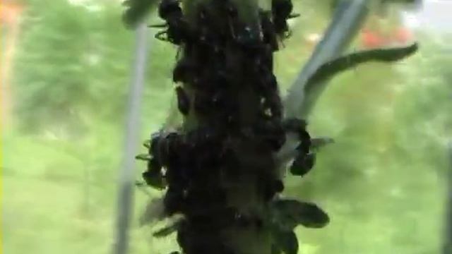 Тля и муравьи - Plant-louse And Ants
