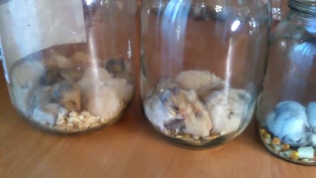 Клетки хомяков: генеральная уборка