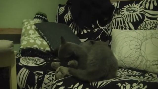 Котята Лилу и Фидель - сливки и молоко