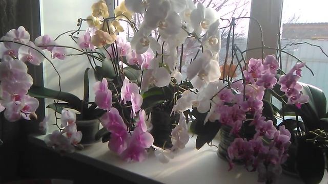 Обзор орхидей за февраль ???Орхидеи цветут 7 месяцев ?Так и поливаю с удобрением ??
