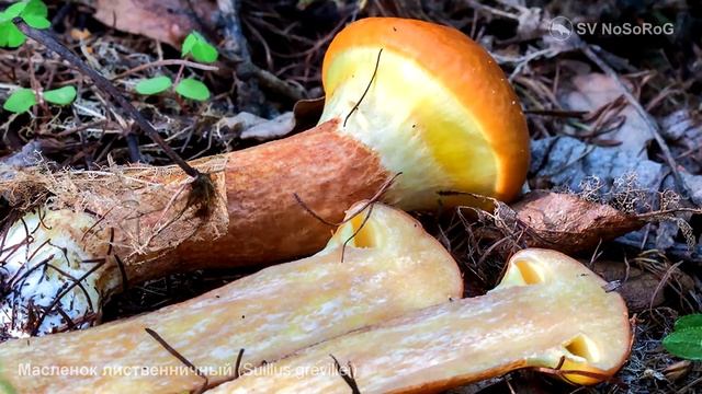 Масленок лиственничный Suillus grevillei