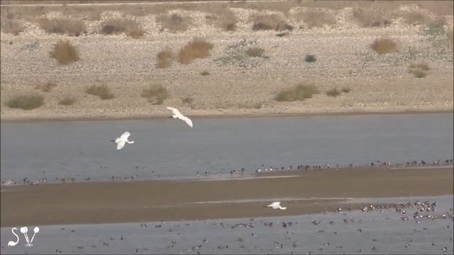 Eurasian Spoonbill / Обыкновенная колпица