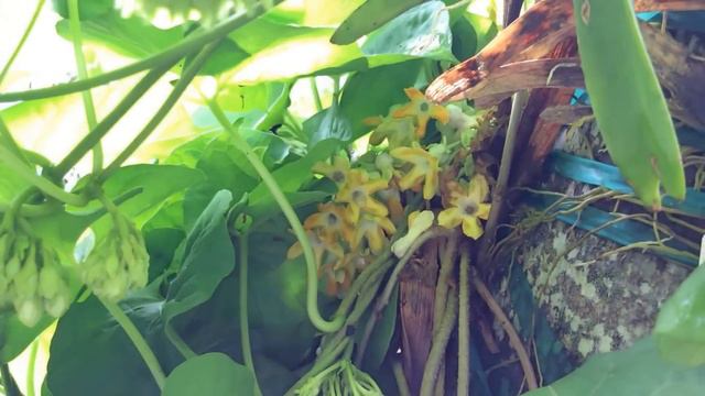 Telosma cordata  2015. Cowslip vine  Pakalana vine
