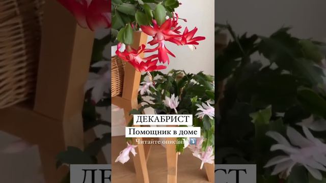 Декабрист-помощник в доме