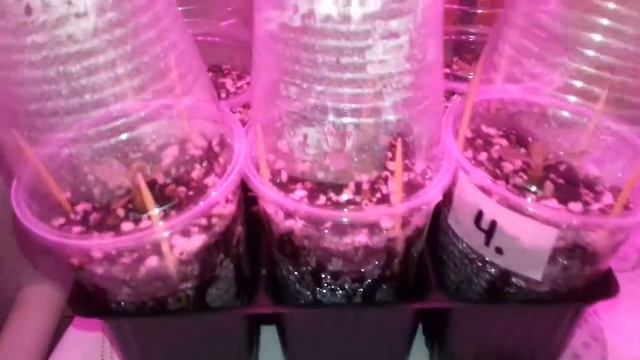 АДЕНИУМ способ посева семян со 100% всхожестью в домашних условиях. уход.