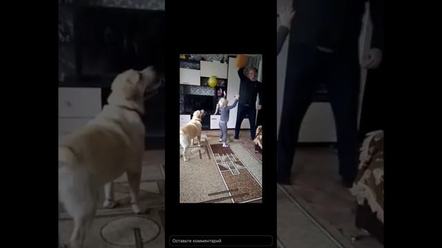 девочка лабрадор из усыпалки
