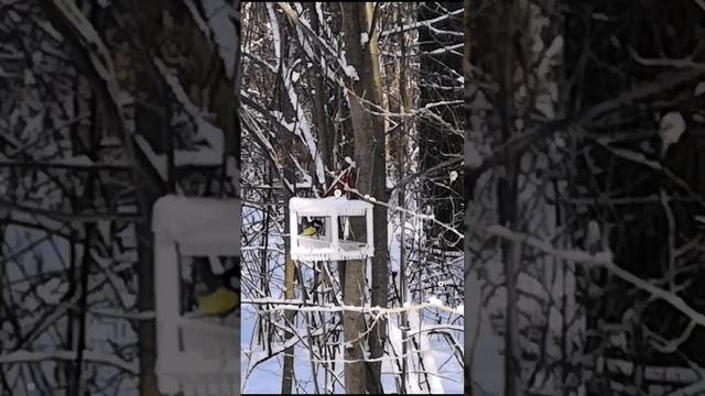 Весна #весна #птицы #весна2023 #рекомендации