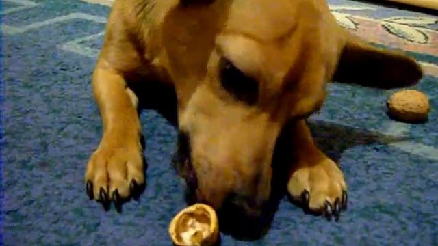 Собака грызёт орехи !