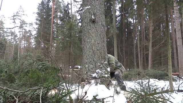 заготовка леса