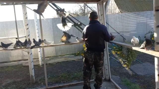 Николаевские голуби Воронежская область