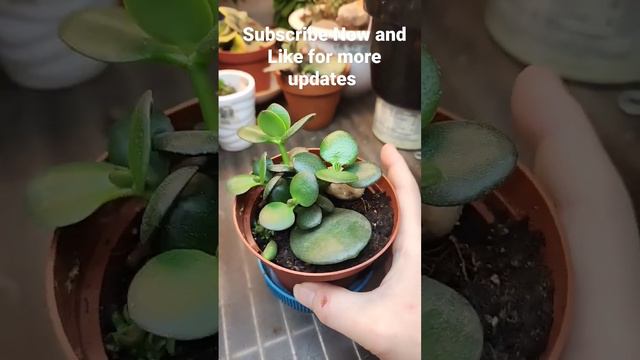 Crassula Gollum Leaf Cutting Series #1 - Crassula Ovata Jade Leaf Cutting Update 9