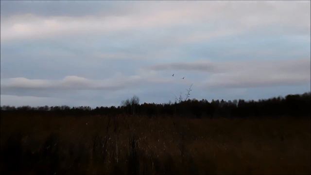 Гуси - лебеди !