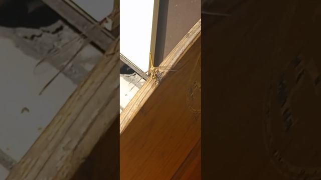 г. РОСТОВ-Н/Д , КРАСИВАЯ   СТРЕКОЗА , 23.08.23г .