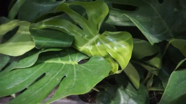 PLANT SHOPPING AT LOWES FULL HOUSEPLANT TOUR