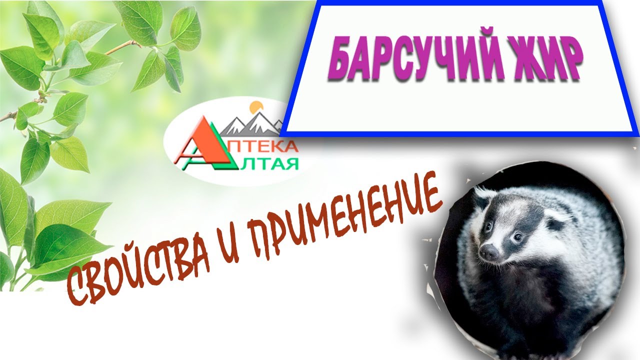 Барсучий жир, свойства и применение