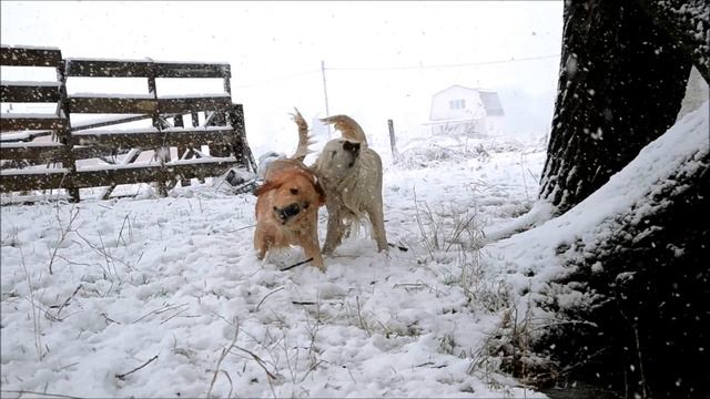 Золотистый ретривер. Питомник Хантер фор Дрим.