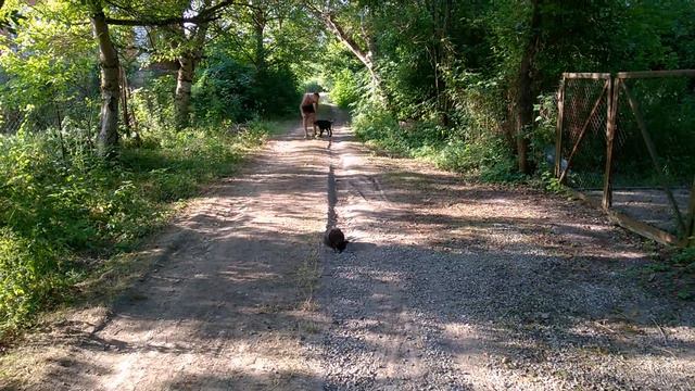 Лабрадор Буян 5мес послушание с котами