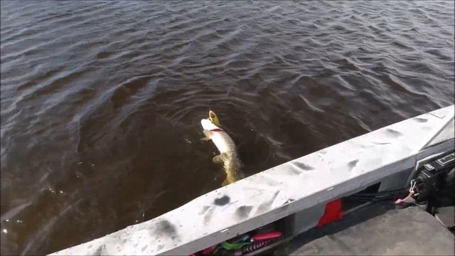 Щука не есть резину, что делать Новый джерк от Palych Custom