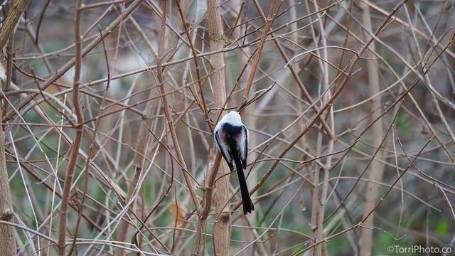Длиннохвостая синица - Long-tailed Tit