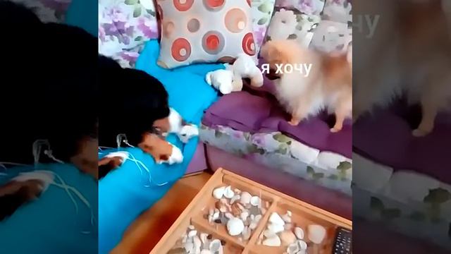 Тедди в гостях!!!