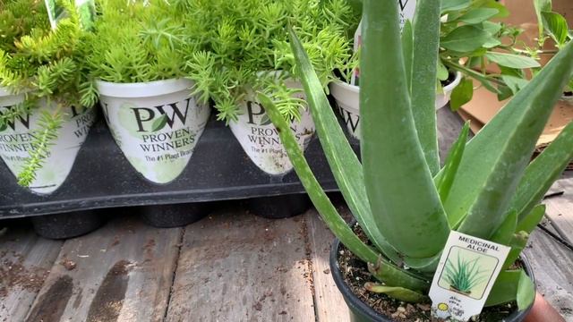 Plant Haul|Prepping The Garden|Proven Winners And More
