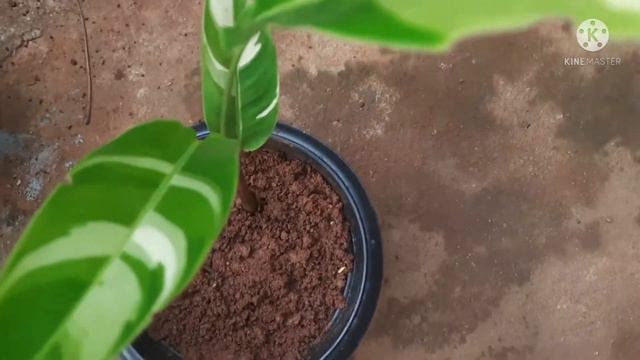 Heliconia Psittacorum Varigated Propagation
