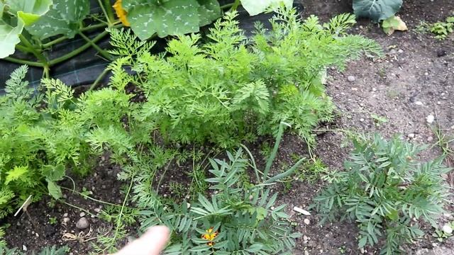 Мой огород в начале июля / Калиновка