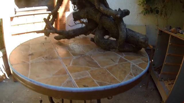 Обзор № 57. Коряга из плюща без подготовки