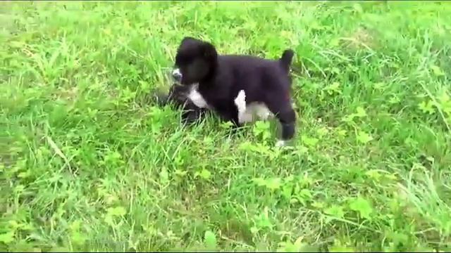 Копия видео 