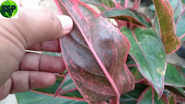 AGLONEMA LIPSTIK SIAM AURORA