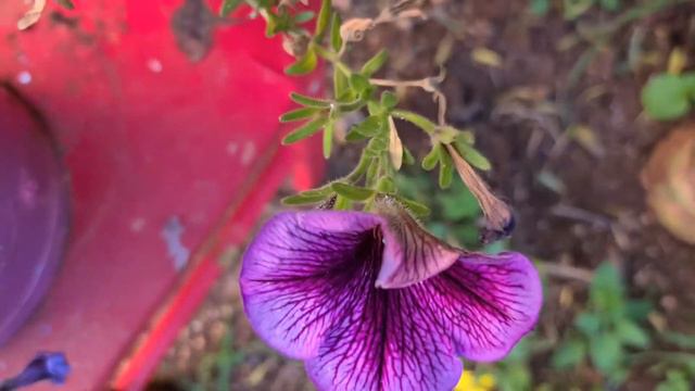 פטוניה סופרטוניה Petunia Supertunia