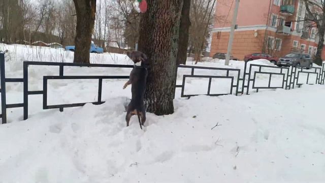Последние дни в старом году,как с питомцами отдыхаем