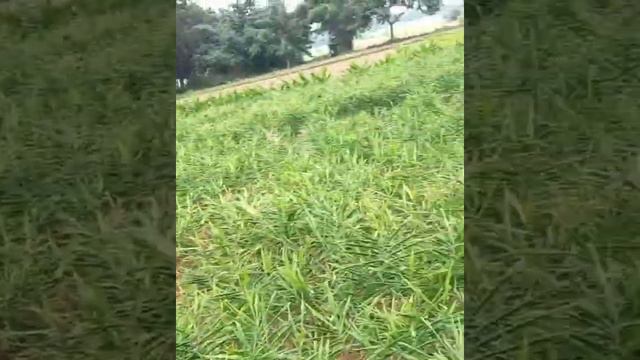 #Green Ginger Field