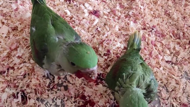 Александрийский попугай. Птенцы