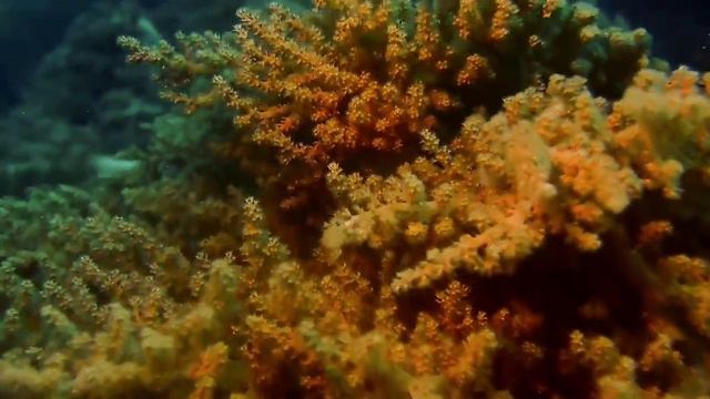 Актинии! Кораллы! Голотурия! Морской еж!