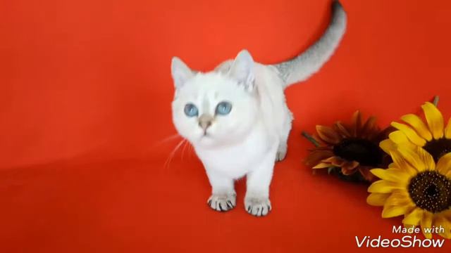 Питомник кошек НаноТигр.Кошечка Дольчетто.Продажа.Окрас голден- пойнт д.р.06.03.17