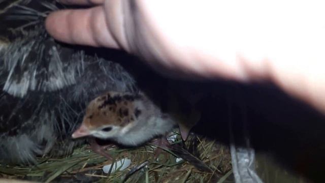 Ура! У нас пополнение. Индюшка стала мамой