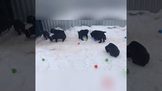 Помет «О» - январь 2019