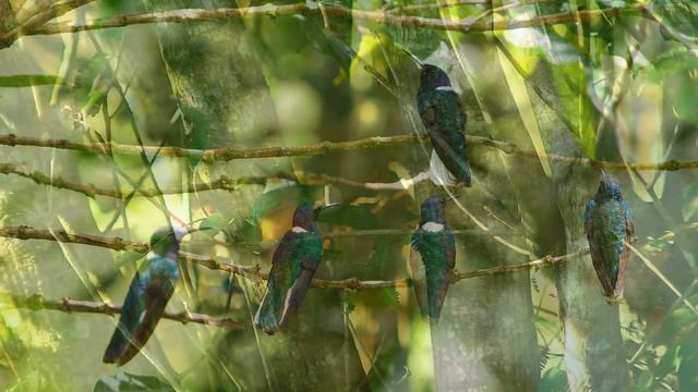 Музыка лечит сердце и сосуды, восстанавливает нервную систему.#8