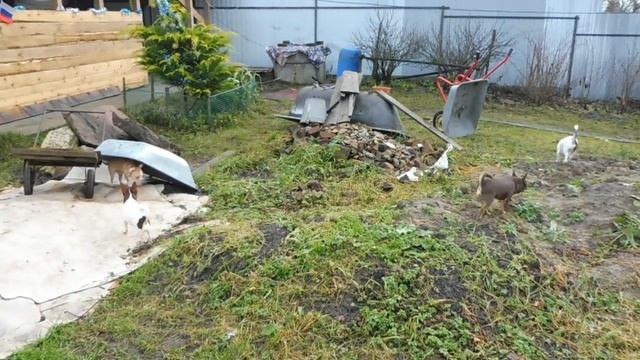 #VLOG 23.11.2020 года ЧИХУА КАК ЖИВЕТ ДАЙНЕРИС В НОВОМ ДОМЕ#ПРОДАЮ ЩЕНКОВ КУПЛЮ#ПИТОМНИКМАРИМИСТИК