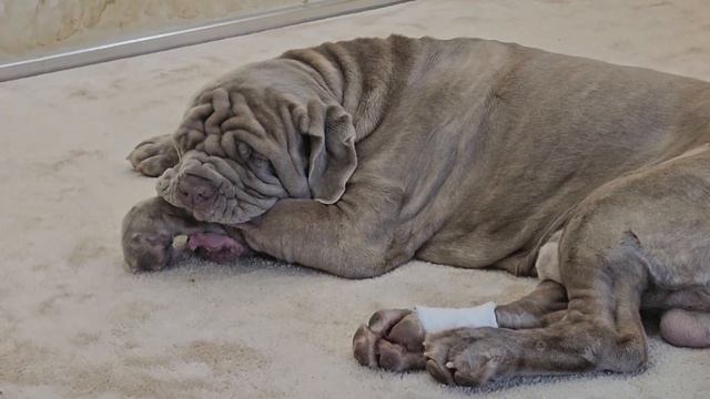 Мастино наполетано. Беня , отгрызает себе ногу