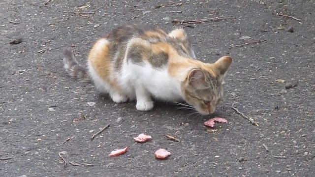 кот ест колбасу салями Cat Eats Sausage Salami